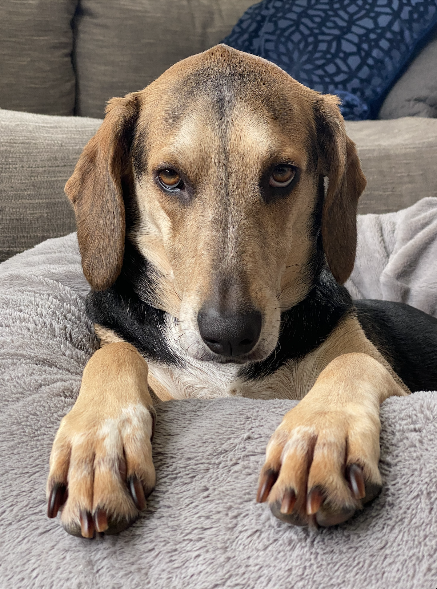 Taffi, the rescue hound who inspired taffAI